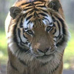 Adopt Arina The Tiger Adopt Arina The Tiger