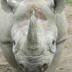 Adopt Ruaha The Black Rhino Adopt Ruaha The Black Rhino