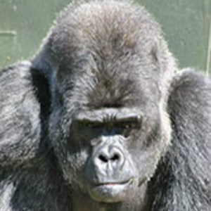 Adopt a Gorilla Group Adopt a Gorilla Group