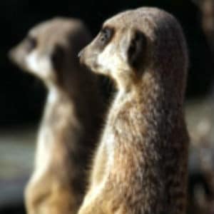 Adopt The Meerkat Family Adopt The Meerkat Family