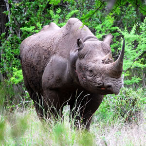 Help To Save Black Rhinos Help To Save Black Rhinos