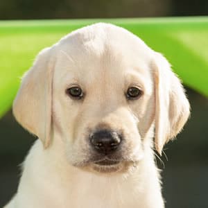 Sponsor A Puppy Bolt Sponsor A Puppy Bolt