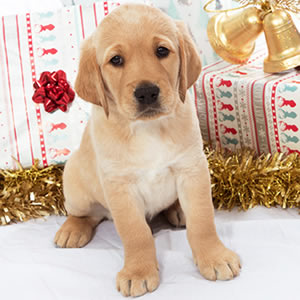 Sponsor a Puppy Buddy Sponsor a Puppy Buddy