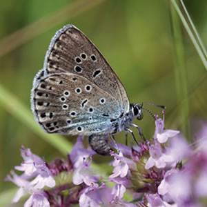 Save the Large Blue Butterfly Save the Large Blue Butterfly