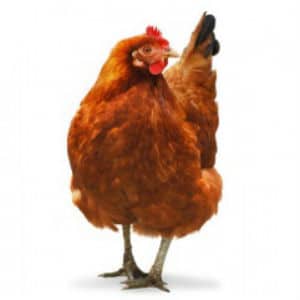 Six Chickens Six Chickens