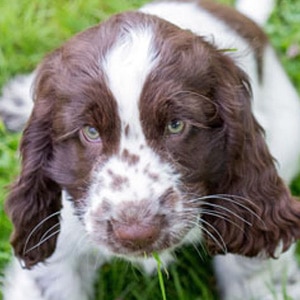 Sponsor a Puppy Cookie Sponsor a Puppy Cookie