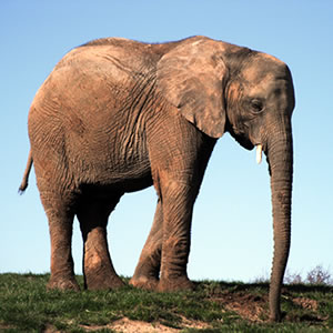 Adopt Jara The Elephant Adopt Jara The Elephant