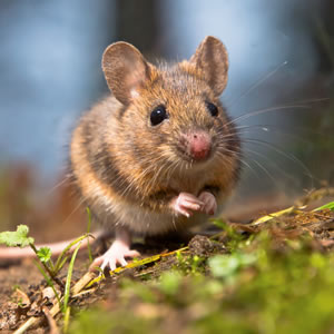 Help Save Wildlife In The UK Help Save Wildlife In The UK