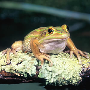 Help To Save Amphibians Help To Save Amphibians