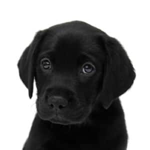 Sponsor A Puppy Farah Sponsor A Puppy Farah