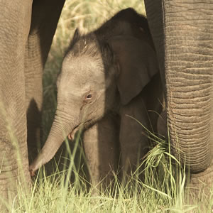 Help Protect Asian Elephants Help Protect Asian Elephants