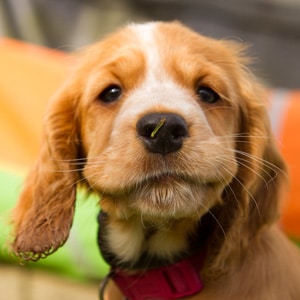 Sponsor a Puppy Jade Sponsor a Puppy Jade