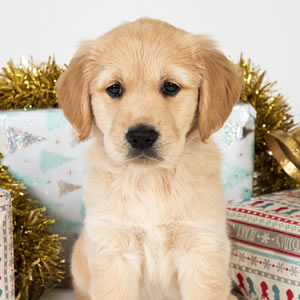 Sponsor A Puppy Joy Sponsor A Puppy Joy