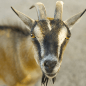 A Nanny Goat A Nanny Goat