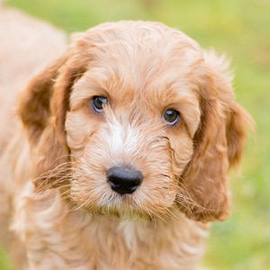 Sponsor A Puppy Nutmeg Sponsor A Puppy Nutmeg