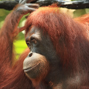 Donate To Save Orangutans Donate To Save Orangutans