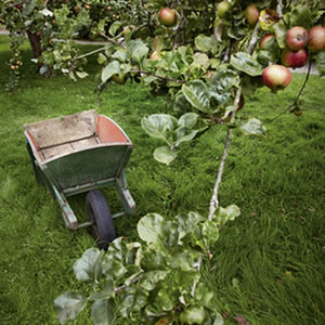 Restoring Orchards Restoring Orchards