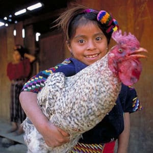 Chicken Chicken