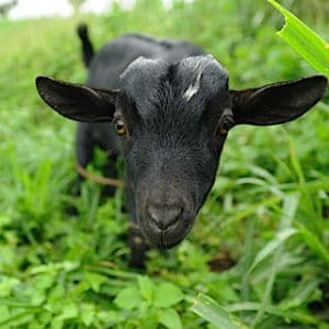 A Goat A Goat