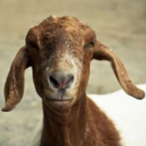 A Goat A Goat