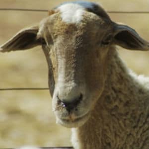 A Sheep A Sheep