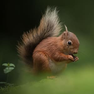 Save The Red Squirrel Save The Red Squirrel
