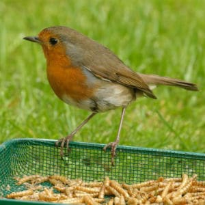 Dried Mealworms Dried Mealworms