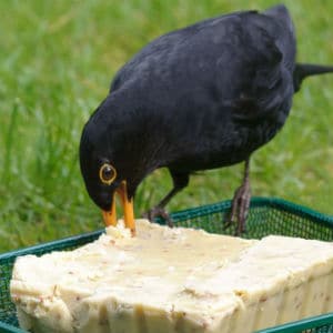 Square Bird Cakes Square Bird Cakes