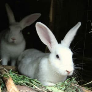 Rabbits Rabbits