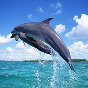 Adopt A Dolphin Adopt A Dolphin