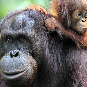 Adopt An Orangutan Adopt An Orangutan