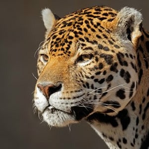 Adopt A Jaguar Adopt A Jaguar