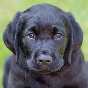 Sponsor A Puppy Forrest Sponsor A Puppy Forrest