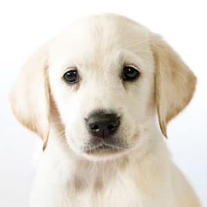 Sponsor a Puppy Eve Sponsor a Puppy Eve