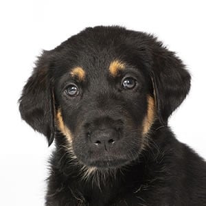 Sponsor A Puppy Teddy Sponsor A Puppy Teddy