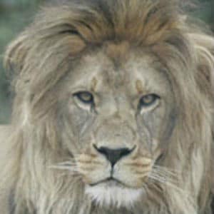 Adopt Suliman The Lion Adopt Suliman The Lion