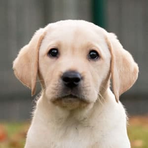 Sponsor A Puppy Charlie Sponsor A Puppy Charlie
