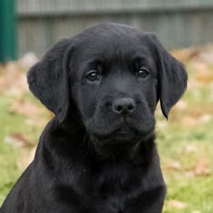 Sponsor A Puppy Milo Sponsor A Puppy Milo