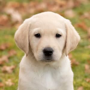 Sponsor a Puppy Molly Sponsor a Puppy Molly