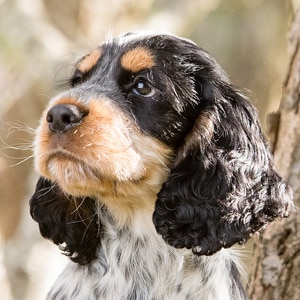 Sponsor A Puppy Otis Sponsor A Puppy Otis