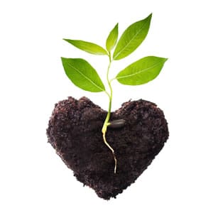 Plant A Tree Plant A Tree