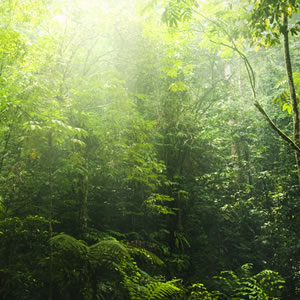 Buy An Acre Of Rainforest Buy An Acre Of Rainforest