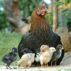 Chicken Chicken
