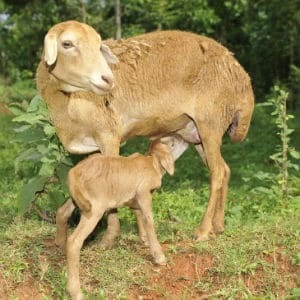 Sheep Sheep