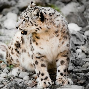 Adopt A Snow Leopard Adopt A Snow Leopard