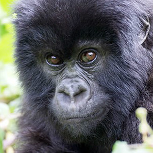 Adopt A Mountain Gorilla Adopt A Mountain Gorilla