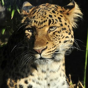 Adopt A Leopard Adopt A Leopard