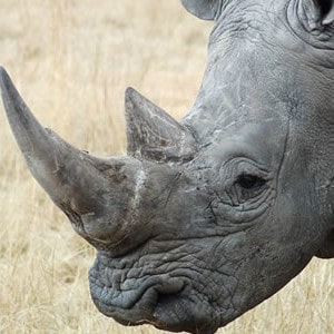Adopt A Rhino Adopt A Rhino