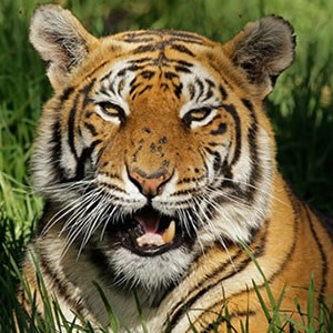 Tiger Protector Tiger Protector