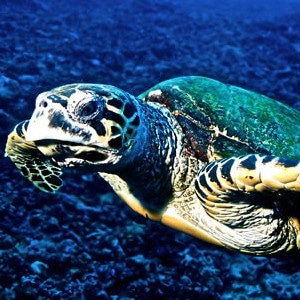 Adopt A Turtle Adopt A Turtle